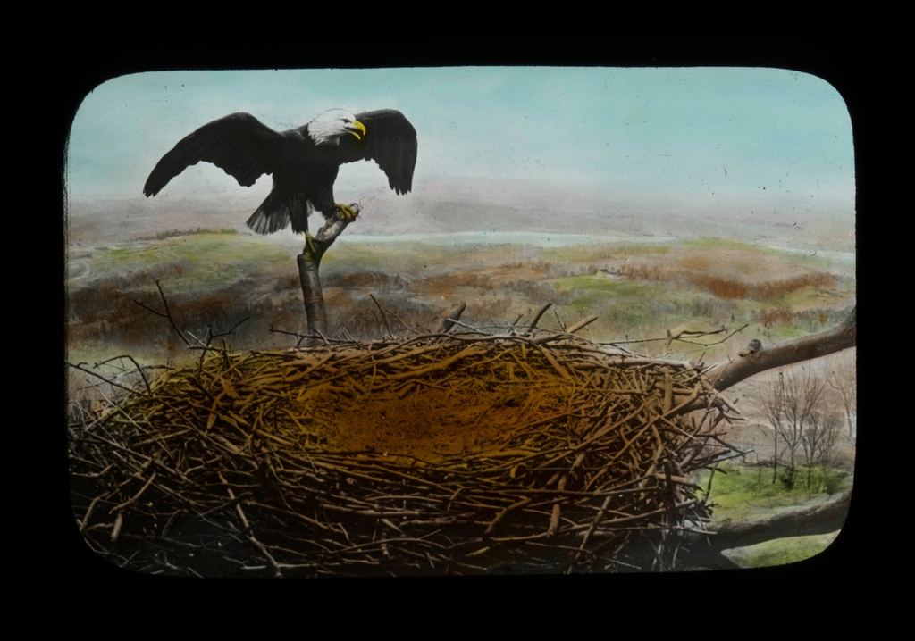 GAME DAY! FLY EAGLES FLY! 🦅 Enjoy these bald eagle images from the Academy of Natural Science's Library and Archives collection. #flyeaglesfly #itsaphillything #gobirds