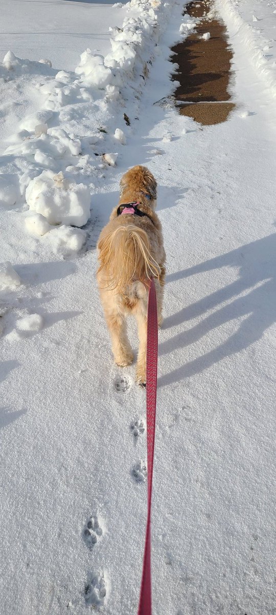 Hi. My name is Úna and it's been 39 days since my last tweet. So here's a picture of my butt out walkin' my DogDad in the sunshine. ☀️ ❄️ 🦮🐾🚶‍♂️ #DogsOfTwitter #Walk #Sunshine #SCWT