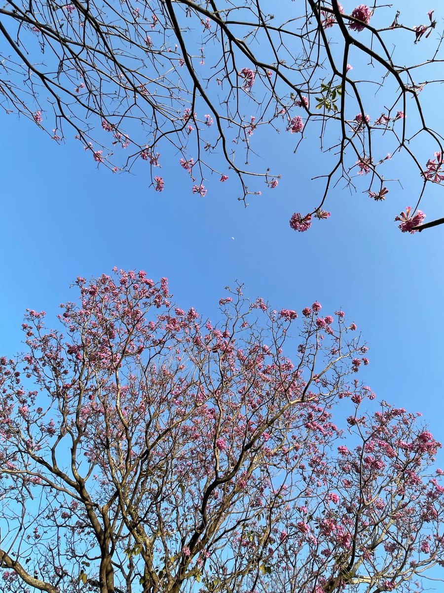 Sumangal1's tweet photo. I love my runs, but I love Cubbon more !💗 #Bengaluru  #Gardencity #Cubbonpark https://t.co/QqubyzXqw6