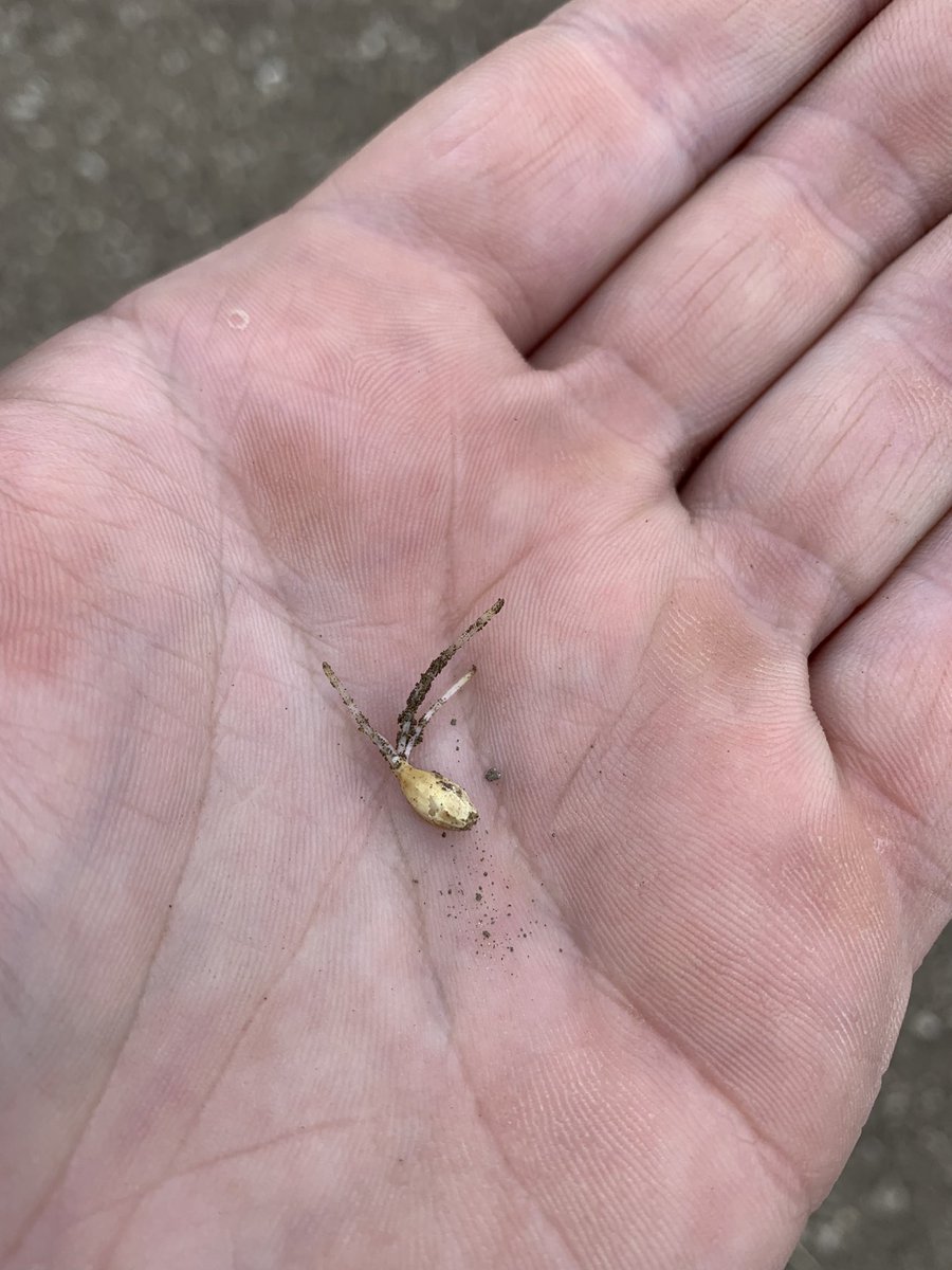 Laureate Spring Barley moving along nicely