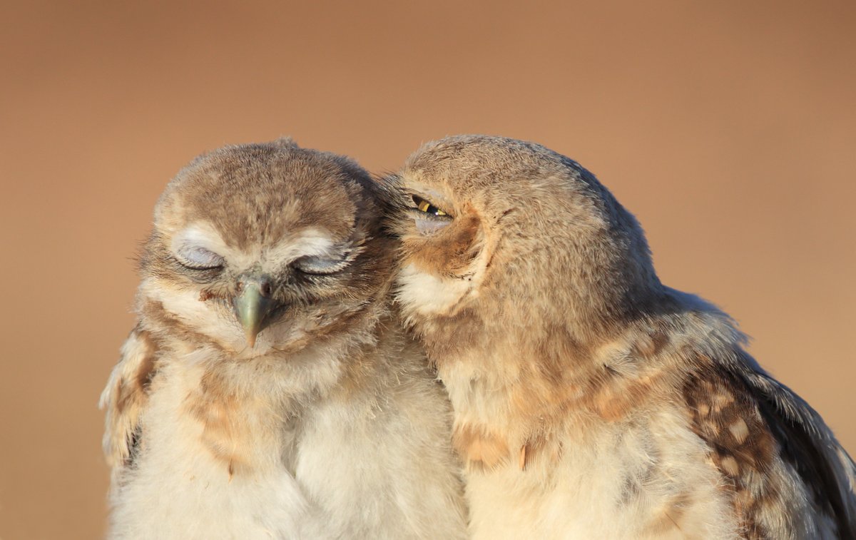 I have a secret. You're a superb owl.

We have a superb owl fun fact for you. Did you know that young burrowing owls, like the ones seen here, can make a raspy noise that mimics a rattlesnake hiss? It helps drive away potential predators.

📸: Gary Flanagan