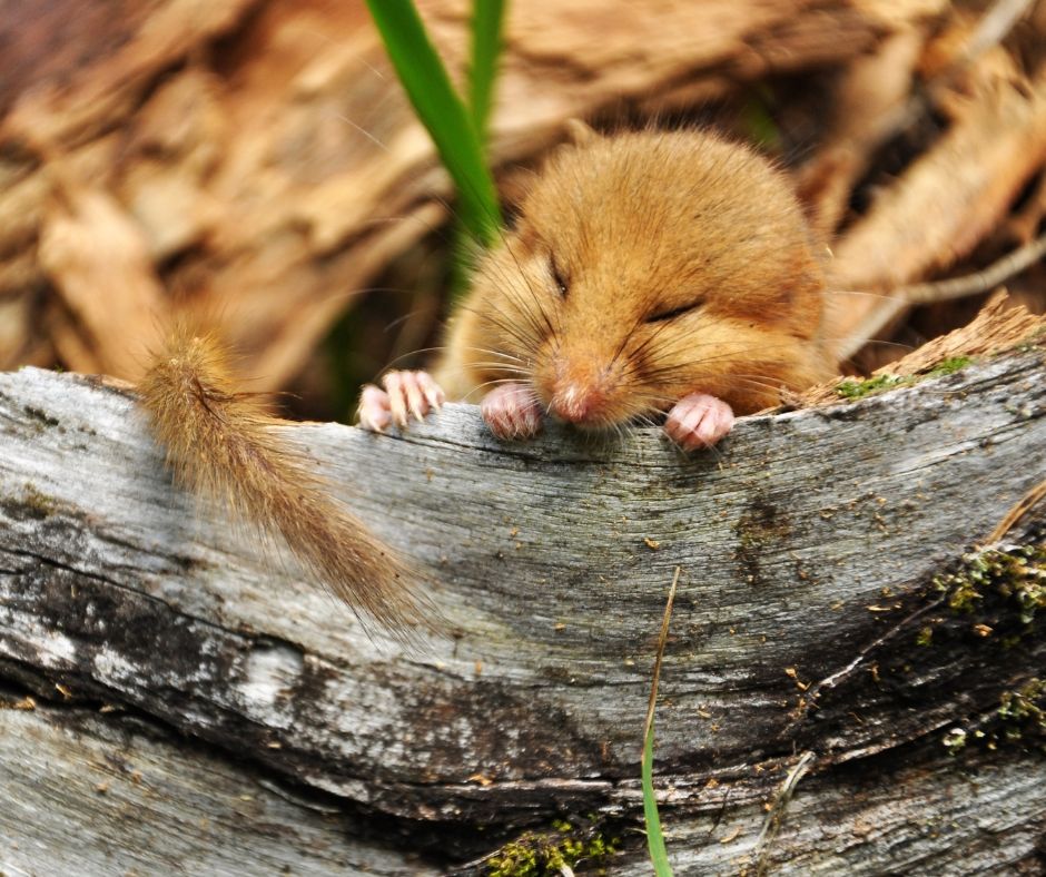 Mammal Society (@mammal_society) on Twitter photo Do you want to study mammals, but aren't sure where to start? 🔎🐭
We're here to help with our list of Student Research Projects!
From dormice to hedgehogs, deer to badgers, there's something for everyone 🦡
#StudentSunday <a href="/MammSocStudents/">Mammal Society Students</a> bit.ly/3xbgrzs Do you want to study mammals, but aren't sure where to start? 🔎🐭
We're here to help with our list of Student Research Projects!
From dormice to hedgehogs, deer to badgers, there's something for everyone 🦡
#StudentSunday <a href="/MammSocStudents/">Mammal Society Students</a> bit.ly/3xbgrzs