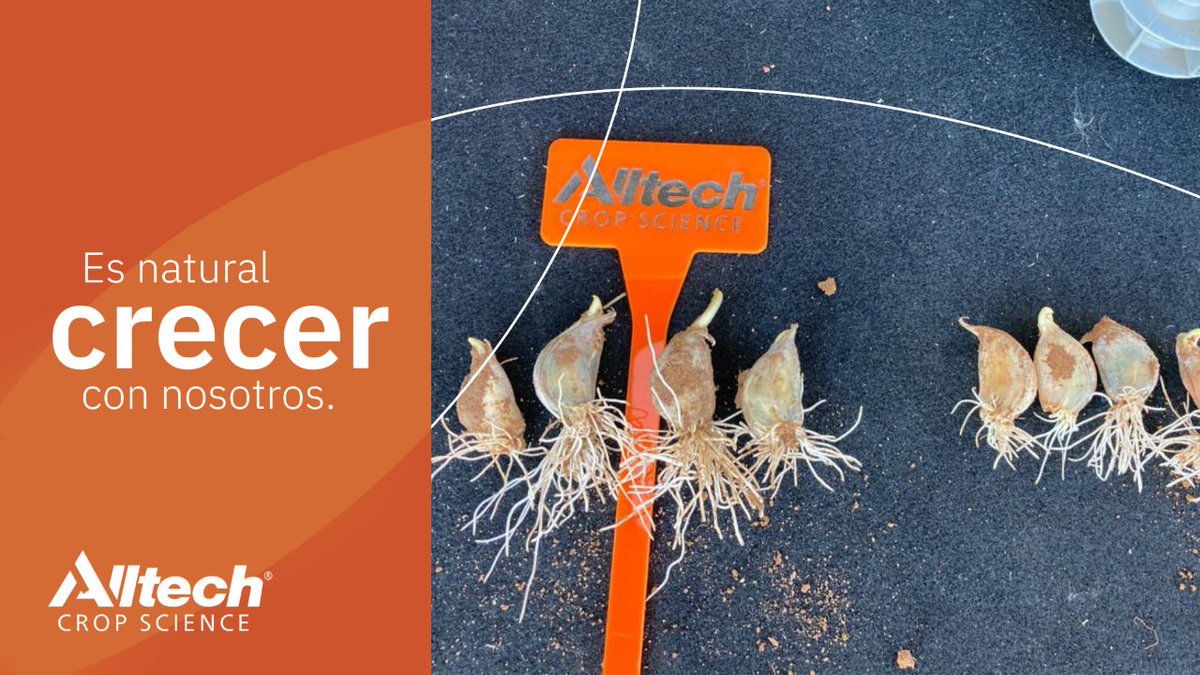 AlltechSpain's tweet photo. 🧄 #AlltechAdvice
👉 Aplicación del protocolo ACS de 1 kg/tn en ajo morado en semilla.
¿Quieres sacar el máximo partido a tus cultivos? ¡Visita nuestra web! 👀
#ExpertosEnSaludDelSuelo 🌱⤵
https://t.co/cjlsXgpLfU https://t.co/nH0cmV0Lf9