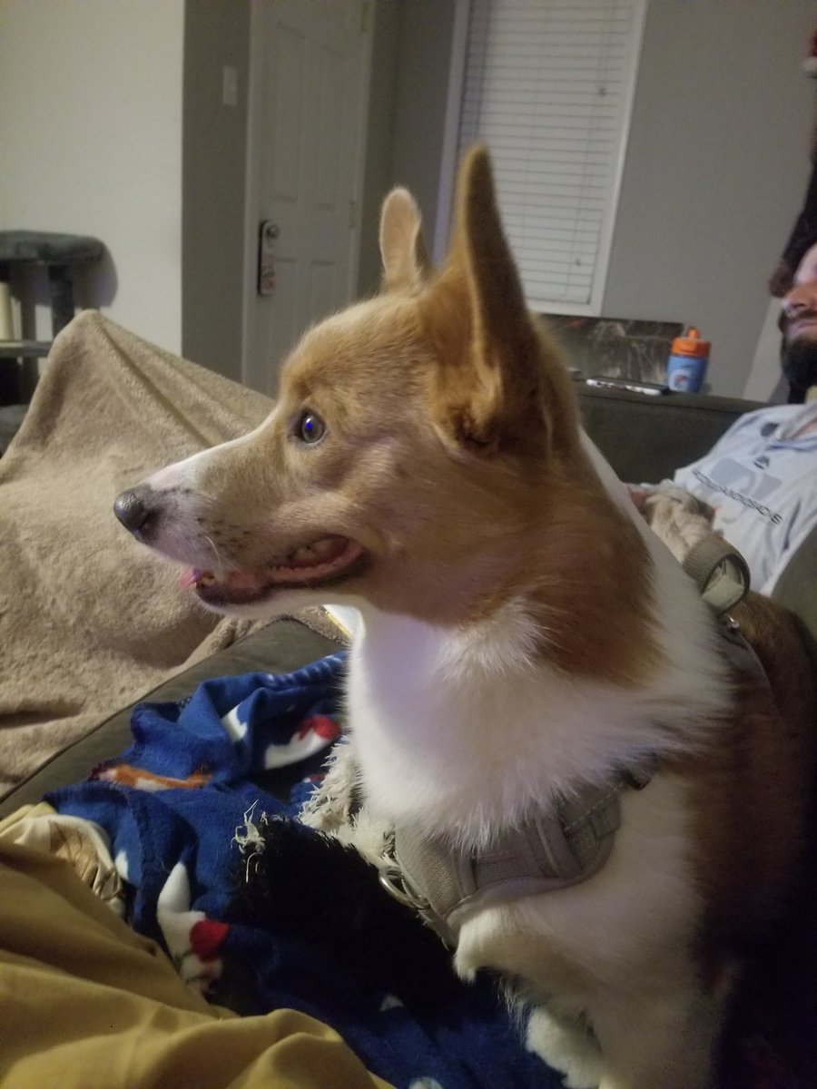 Someone is very excited for his first #PuppyBowl #winstonthecorgi