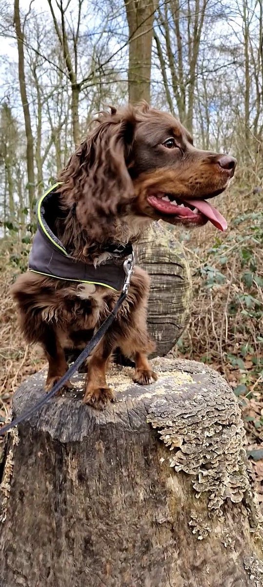 RalphyRoo2022's tweet photo. I had a great time #RalphsGreatAdventures @AttinghamParkNT @nationaltrust #snowdropwalk https://t.co/qz2py2vjoy