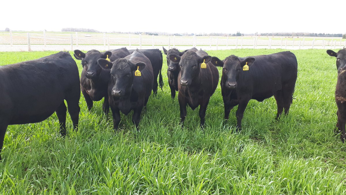 Only 7 more days to apply! We are hiring two students to work with my lab group in the summer (mainly field work).  If you have a keen interest in perennial and annual forages, and want to get some research experience, we want to hear from you!

plant.uoguelph.ca/about-us/emplo…