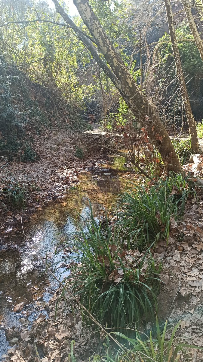 MargaridaGelab1's tweet photo. Aquest és el Torrent de Colobrers, entre Castellar del Vallès i Sabadell. No tinc paraules per descriure la bellesa d'aquest paratge.
Togores i Colobrers són el pulmó verd de SBD,
I ara els especuladors i polítics corruptes volen fer el 4rt Cinturó. NO HO PERMETREM. https://t.co/YxqfDgRhGg