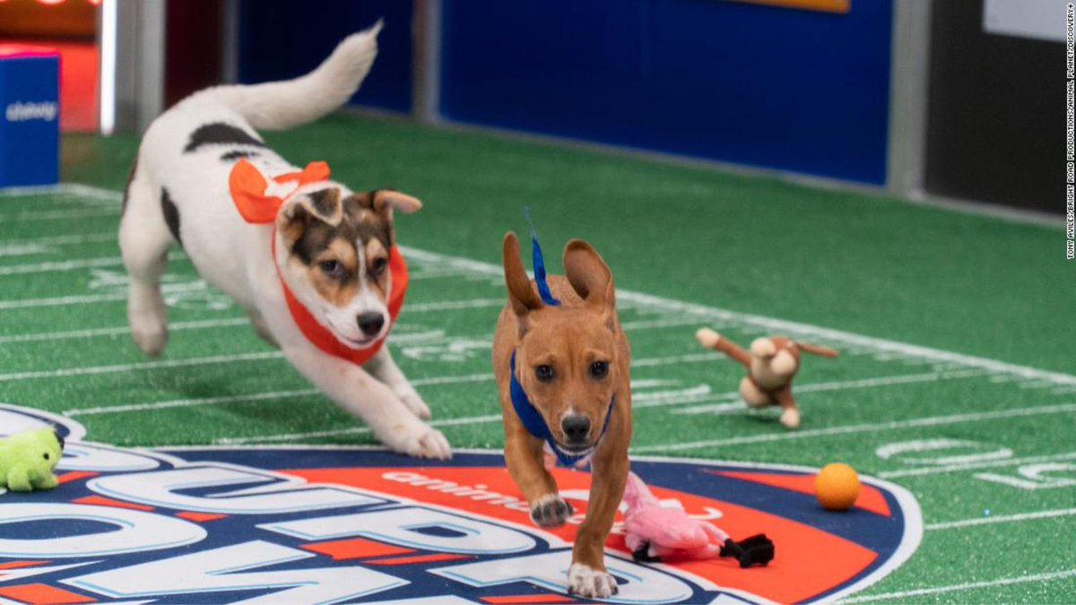 Our furry friends are ready for some paw-some football action 🐶❤️🏈  #VisionaryPets are always up for a game! 💪   #DogSuperBowlSunday

#visionarypet #visionarypetfoods #visionarydog #lowcarbfood #lowcarbmom #lowcarblife #dogmom #dogdad #dogmomsofinstagram #dogmomproblems