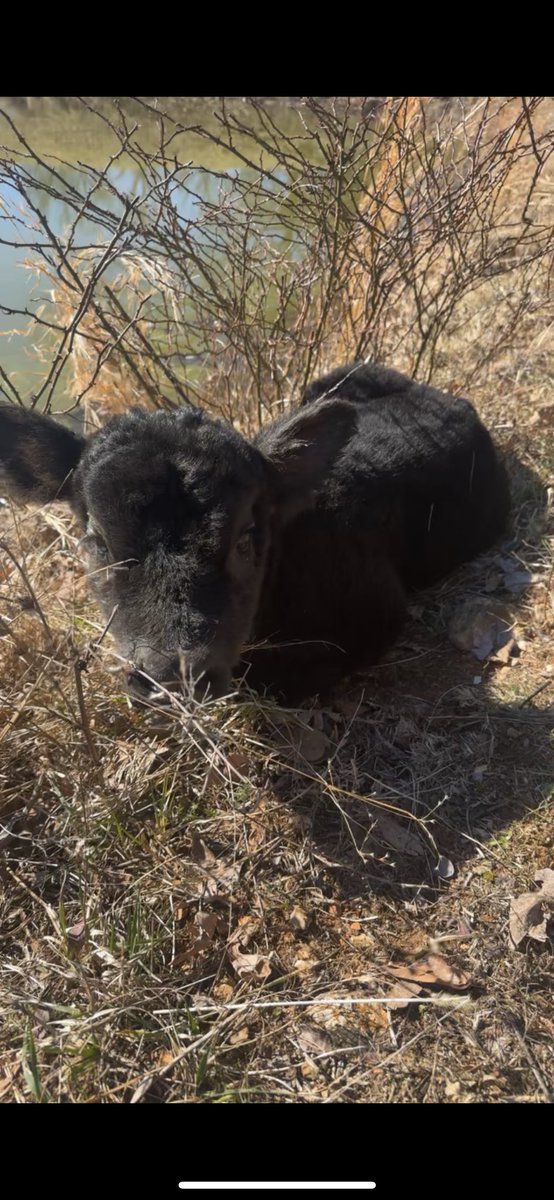 __katie_wall's tweet photo. Hello World🐮☀️ https://t.co/M2LpGjfFiv
