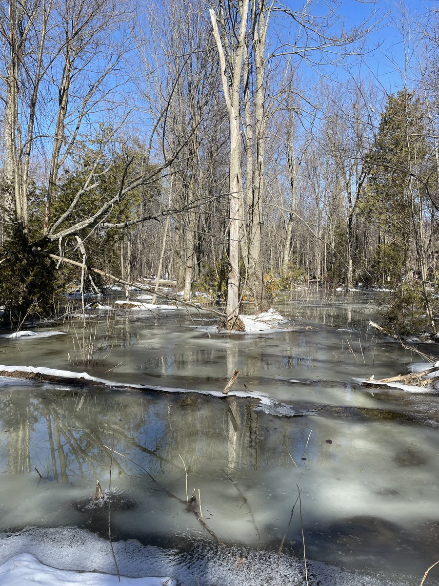 BrooksBrooksel's tweet photo. Back on the Bruce @TO_Bruce_Trail 🥾🌲 https://t.co/Sl4fqCm8hk