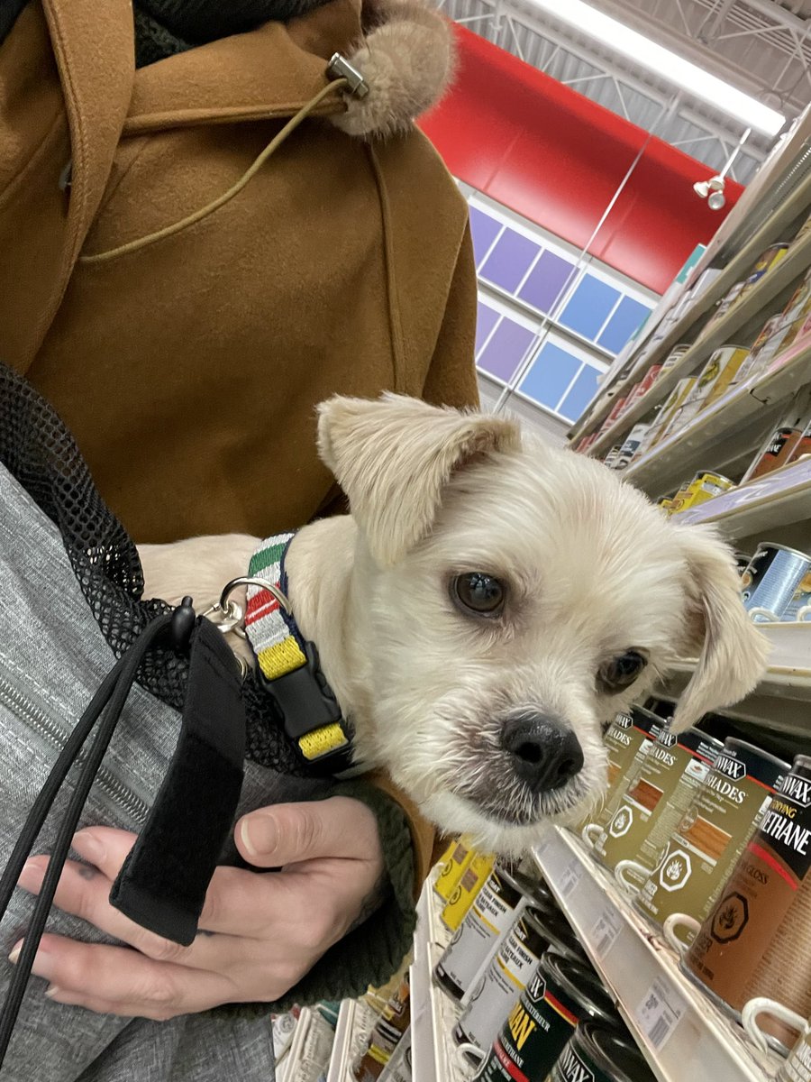 thisprairiegirl's tweet photo. My shopping buddies. #onewgoesshopping #doginabag https://t.co/IaKc1ZbnWx