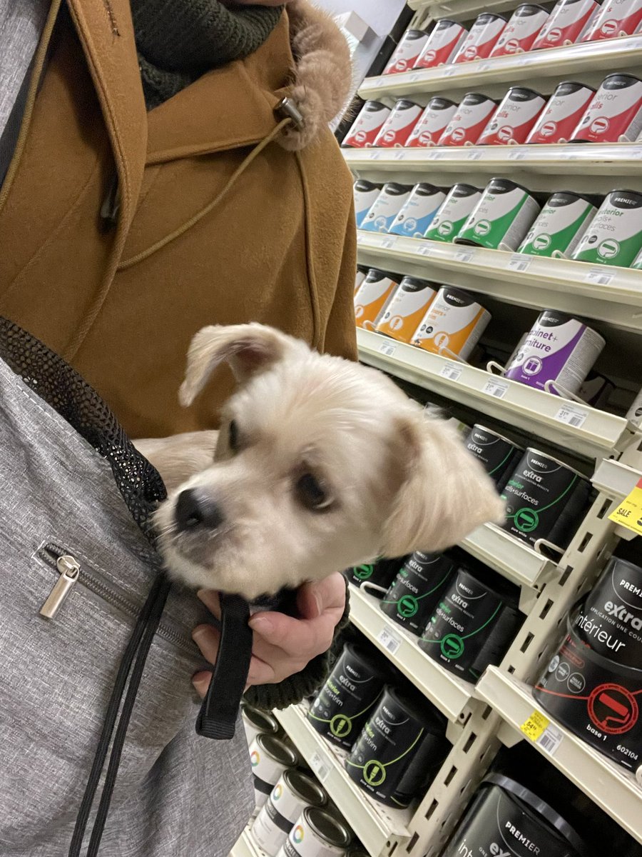 thisprairiegirl's tweet photo. My shopping buddies. #onewgoesshopping #doginabag https://t.co/IaKc1ZbnWx