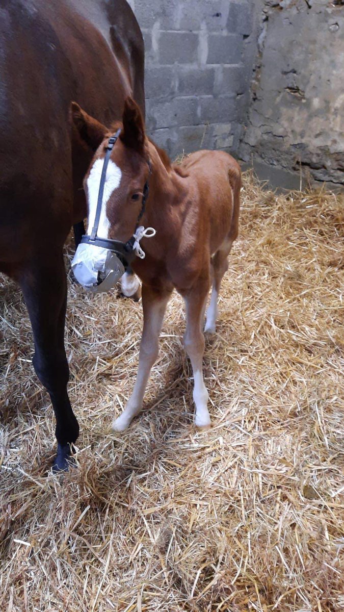 Delighted to announce the arrival of a beautiful colt this morning by first season Coolmore stallion IN SWOOP out of our wonderful mare Sweetheart. 
Touch Of Thunder will be joined by a baby half brother. 
Both mother &amp; baby are healthy and well. 😁