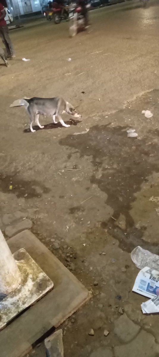 managerMark4's tweet image. She is on streets  but my team we are trying hard to remove her on streets  to give her shelter  still tracking her #donate