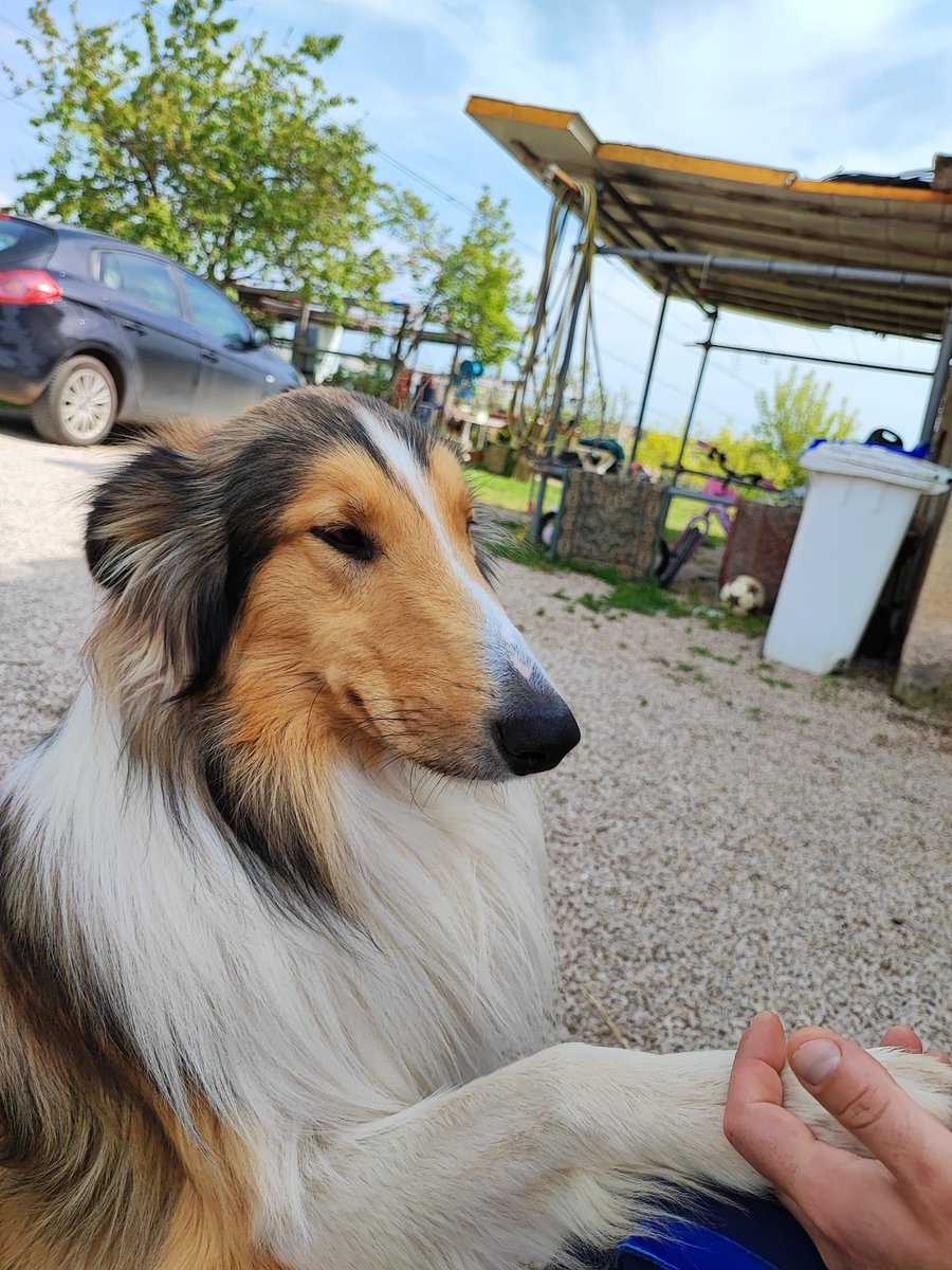 pattyfra1's tweet photo. 🆘🆘🆘CHI L’HA VISTO?🆘🆘🆘
BUDDY ❤️SVANITO L’11/02/2023 ore 17 ZONA CASTEL GINNETTI - TRA CISTERNA DI LATINA E VELLETRI⚠️⚠️⚠️
⭕️ALTISSIME PROBABILITÀ CHE SIA STATO RUBATO⭕️
Offresi ricompensa!
➡️Per favore FATE GIRARE 🙏🆘🆘🆘🔁🔁🔁🙏 https://t.co/S2hlTAVUIe
