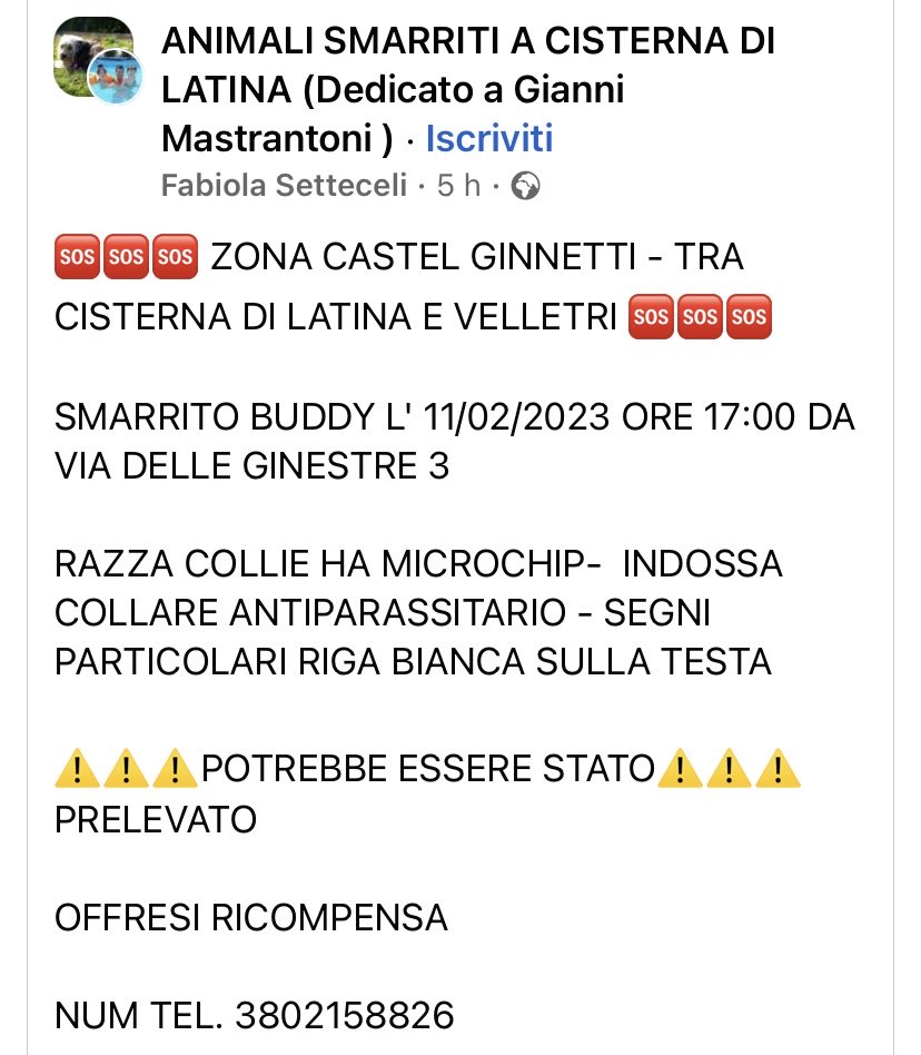 pattyfra1's tweet photo. 🆘🆘🆘CHI L’HA VISTO?🆘🆘🆘
BUDDY ❤️SVANITO L’11/02/2023 ore 17 ZONA CASTEL GINNETTI - TRA CISTERNA DI LATINA E VELLETRI⚠️⚠️⚠️
⭕️ALTISSIME PROBABILITÀ CHE SIA STATO RUBATO⭕️
Offresi ricompensa!
➡️Per favore FATE GIRARE 🙏🆘🆘🆘🔁🔁🔁🙏 https://t.co/S2hlTAVUIe