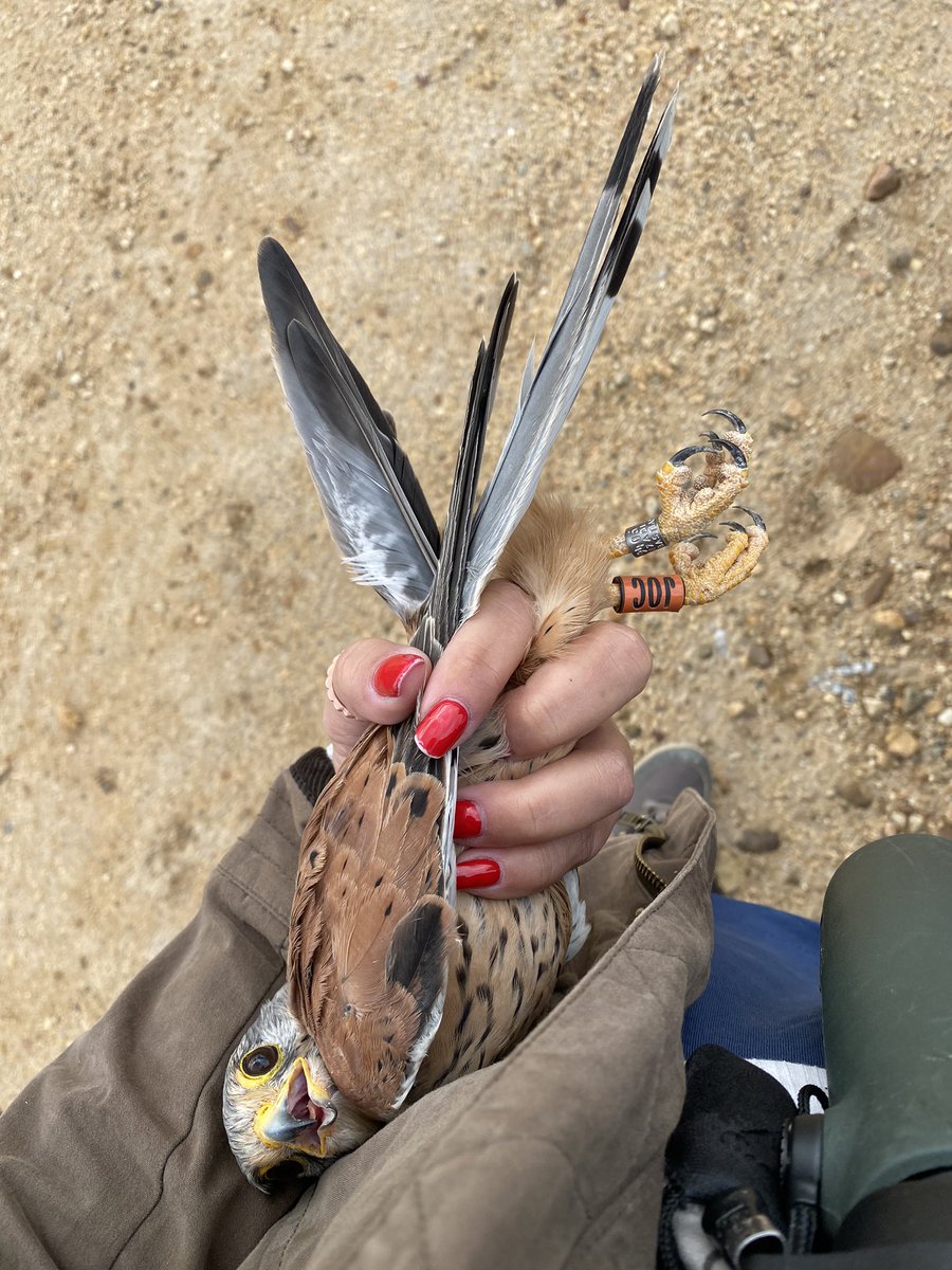 @hoopoe2016te @hartshill18hay1 @Snowfla93053790 @Aspensilvaana @afpwalks Could not agree more! I ringed this stunning bird in south Spain before Christmas.