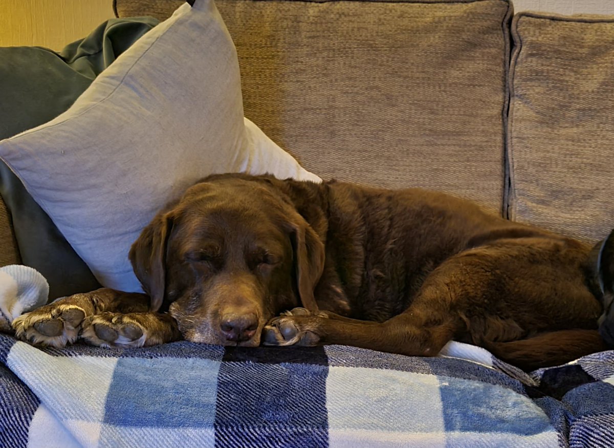 Merryn is home, very groggy and quite whiney but she's OK.
She's been diagnosed with acute pancreatitis and was extremely poorly yesterday morning but so relieved she's  home