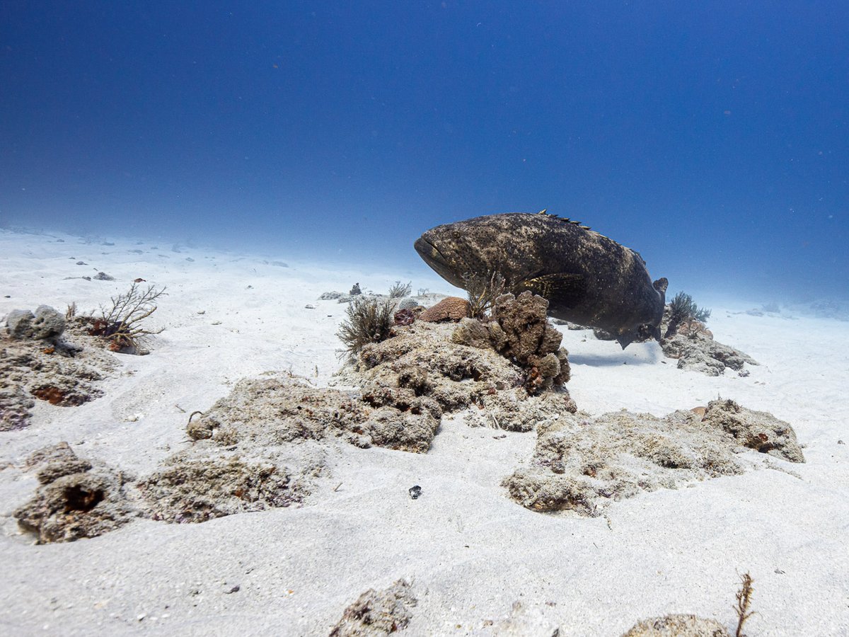 Our gorgeous reefs are home to goliath groupers, moray eels, sharks, turtles, rays, and much more! Come experience the incredible variety of life on our reef dives! #scuba #westpalm #southflorida #divefl #florida #padi #goliathgrouper #grouper