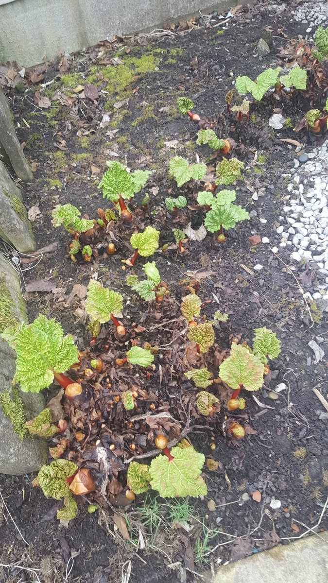Creative_MsE's tweet photo. Who knows what this is growing?#homegrownfood #fruitorvegetable https://t.co/JZO4p2EqXP