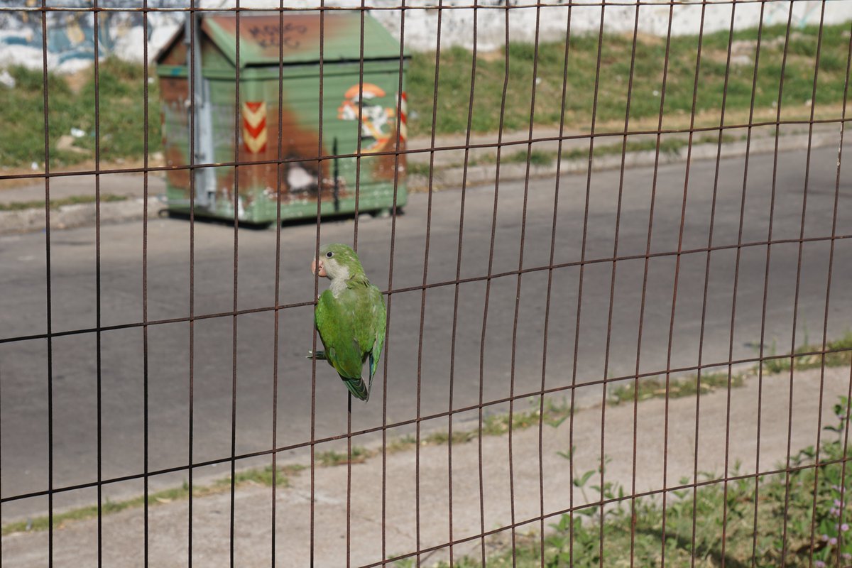 Lopezlaila1's tweet photo. #Escapando...🦜🦜 https://t.co/jCKCTm494L