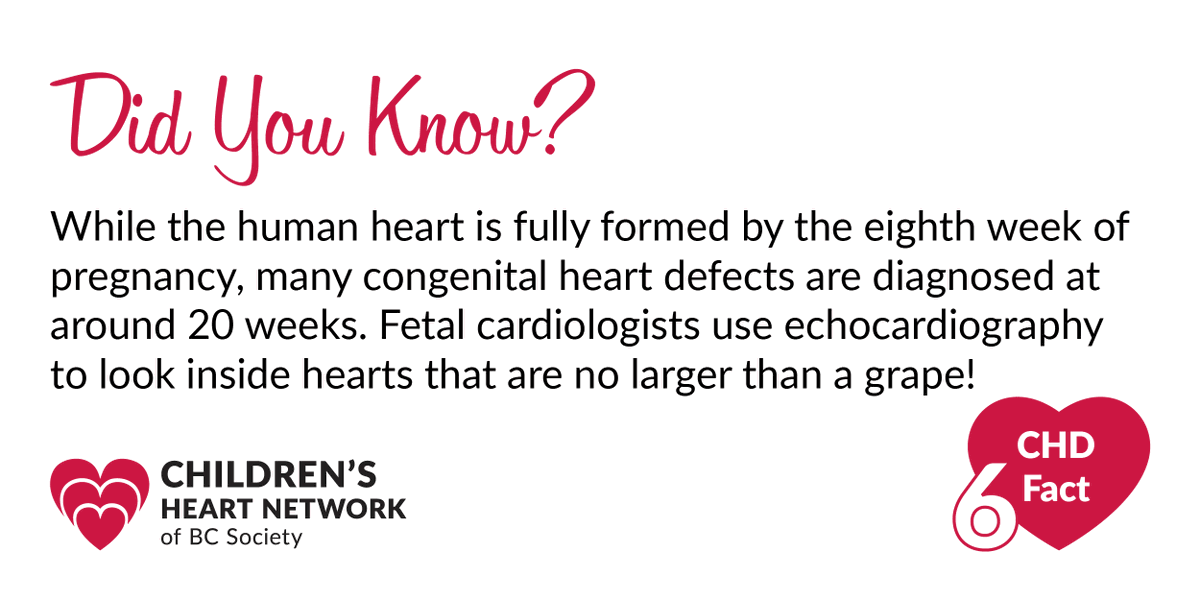 Did You Know? While the human heart is fully formed by the eighth week of pregnancy, many congenital heart defects are diagnosed at around 20 weeks. Fetal cardiologists use echocardiography to look inside hearts that are no larger than a grape! #CHDFact #CHDAwarenessWeek