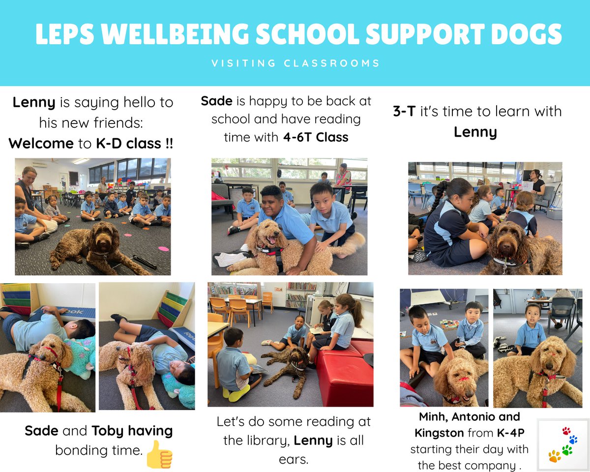 Welcome back to our Wellbeing School Support Dogs @LansvaleEastPS #lovewhereyoulearn #teachnsw #teacherpet #inclusiveeducation #teachandmakeadifference <a href="/NSWEducation/">NSW Dept of Education</a> #dogsofDoE