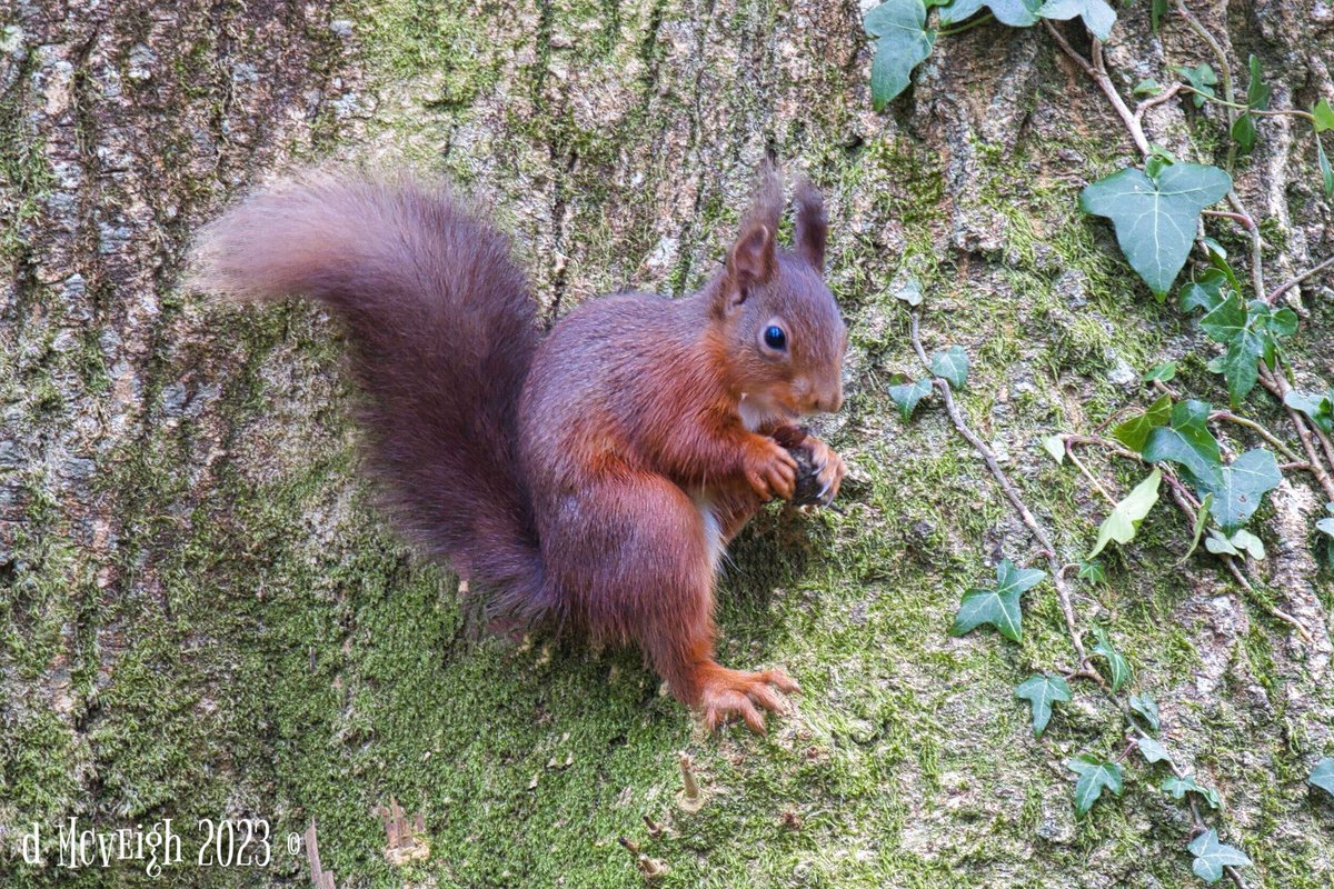 VeighDermot's tweet photo. Red squirrel this morning in the glens of Antrim @RedSquirrelsUW #canonphotography #canonR7 @UlsterWildlife #canon #wildlifephotography @CanonUKandIE @CanonUSAimaging https://t.co/myNBosr8XG