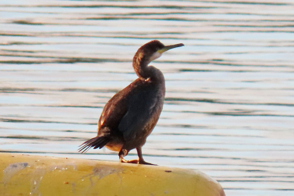 Vogels6's tweet photo. #BirdsSeenin2022
#KUIFAALSCHOLVER
Gezien 06-12-2022 bij de splitsing van de Maas en het Julianakanaal in Maastricht
@vogelnieuws @waarneming @sovon @VroegeVogels @Britnatureguide
#europeanshag #phalacrocoraxaristotelis https://t.co/vfze56Ykrw