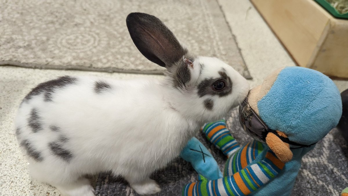 Murdoch Monkey tweet media