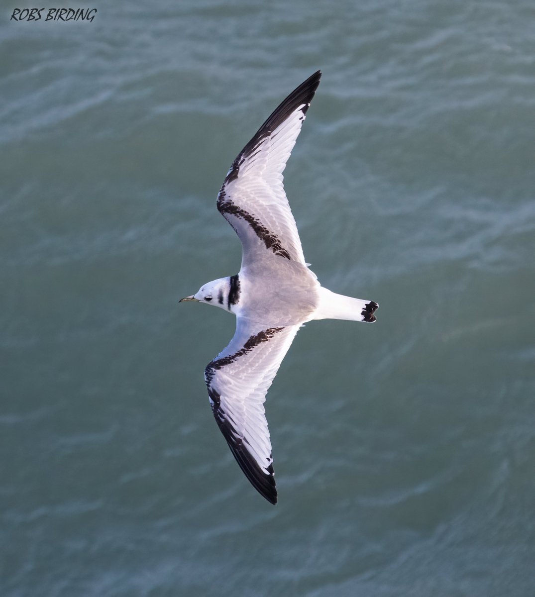 📷1st winter black-legged kittiwake seen this evening #Gibraltar #BirdsSeenIn2023 @gonhsgib @BirdingRasta #birdwatching @GibraltarBirds @_BTO @ThinkingGreenGI @Natures_Voice @GibMarine @NautilusGib #TwitterNatureCommunity