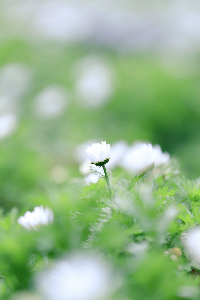 flowerori201803's tweet photo. おはようごさいます✨雨の月曜日。。今週も宜しくお願いしますね✨
#写真好きな人と繋がりたい 
#ファインダー越しの私の世界 
#写真撮ってる人と繋がりたい 
#写真で伝えたい私の世界 https://t.co/6zU1gOnH7R