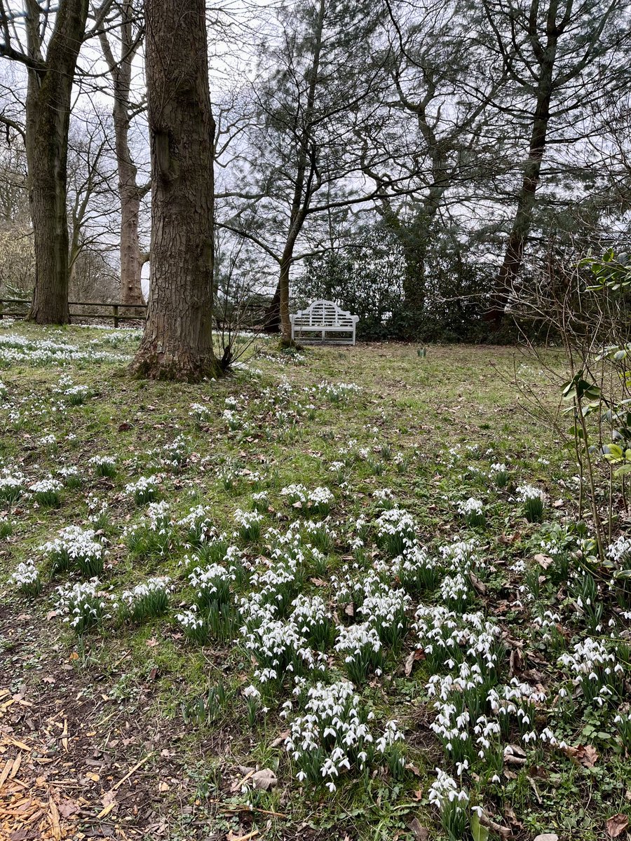 Therese_LW's tweet photo. #snowdropwalk โฆ@Rode_Hallโฉ spectacular - Go mbeirimid beo ar an am seo arรญs. https://t.co/HbnUZ59tHg