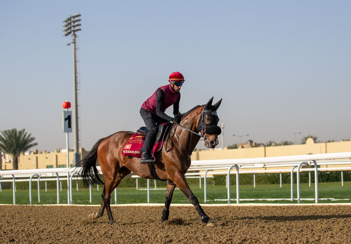 Douglas Whyte's Russian Emperor exercising at Al Rayyan racecourse in Doha ahead of the H H The Amir's Trophy in Qatar on Saturday 18th Feb.  #Hkjc #HongKongJockeyClub #QREC