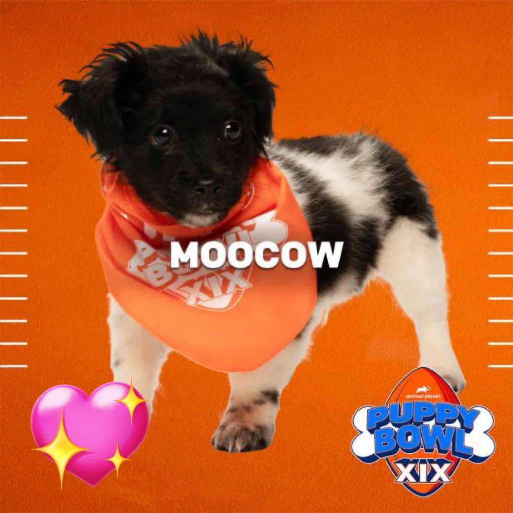 Miss_Trendy11's tweet image. #PuppyBowl star Moocow. If you’re not watching this adorable baby, you’re missing out. 😍