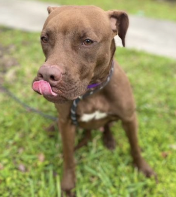 OrsettiGia's tweet photo. Meet Mazie, a 2 year-old female terrier mix! Head over to @HumaneTampaBay to meet her!
#HerlihyEME4390S23 https://t.co/pfiFtukwai