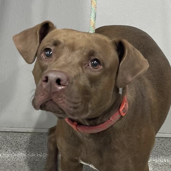 OrsettiGia's tweet photo. Meet Mazie, a 2 year-old female terrier mix! Head over to @HumaneTampaBay to meet her!
#HerlihyEME4390S23 https://t.co/pfiFtukwai