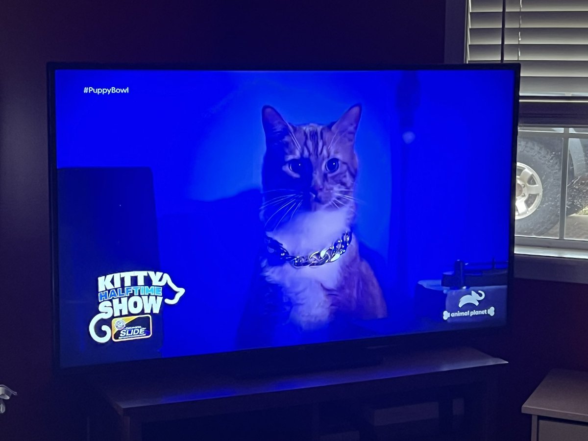 eattacosalways's tweet photo. Honestly, who does Rihanna think she is? Obviously the Kitty Halftime Show is the superior halftime show today! #PuppyBowl #KittyHalftimeShow #XIX https://t.co/y2jOS1HRCF