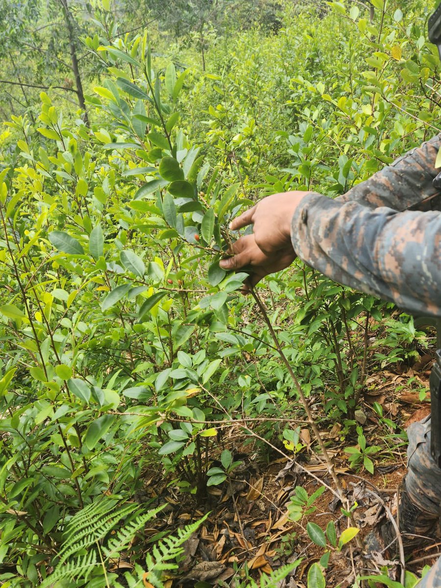Ejército Guatemala on Twitter "Unidades del EjércitoGT localizaron