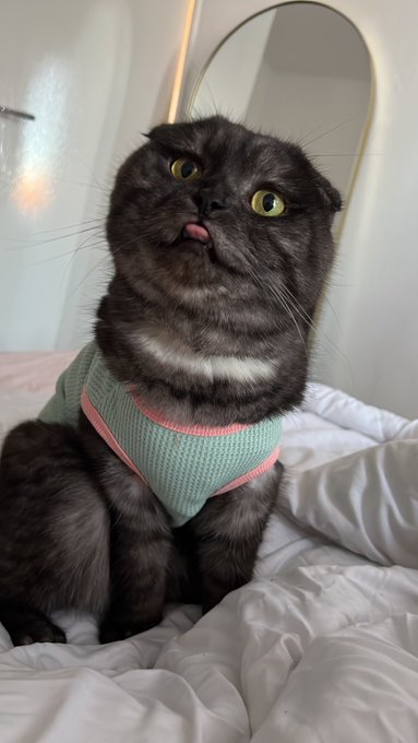 Heres some cute pics of my cat cya https://t.co/abxY7Yvjwq<a href="/tag/itzy"class="tags"><span>#itzy</span></a><a href="/tag/ryujin"class="tags"><span>#ryujin</span></a><a href="/tag/ryujinitzy"class="tags"><span>#ryujinitzy</span></a>