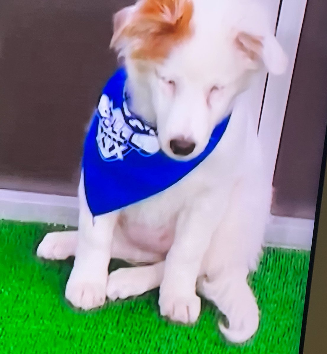 Boris says ….Unnecessary Roughness !! 😂🥰#PuppyBowlXIX #dogsoftwitter