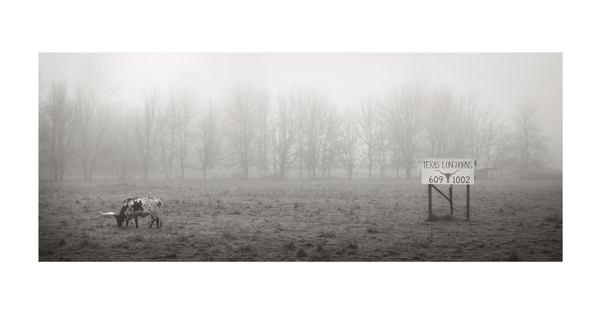 Gilla_pie's tweet photo. Longhorns

#blackandwhitephotography #monochrome #bnwphotography #longhorns https://t.co/NTE6vM6jlP