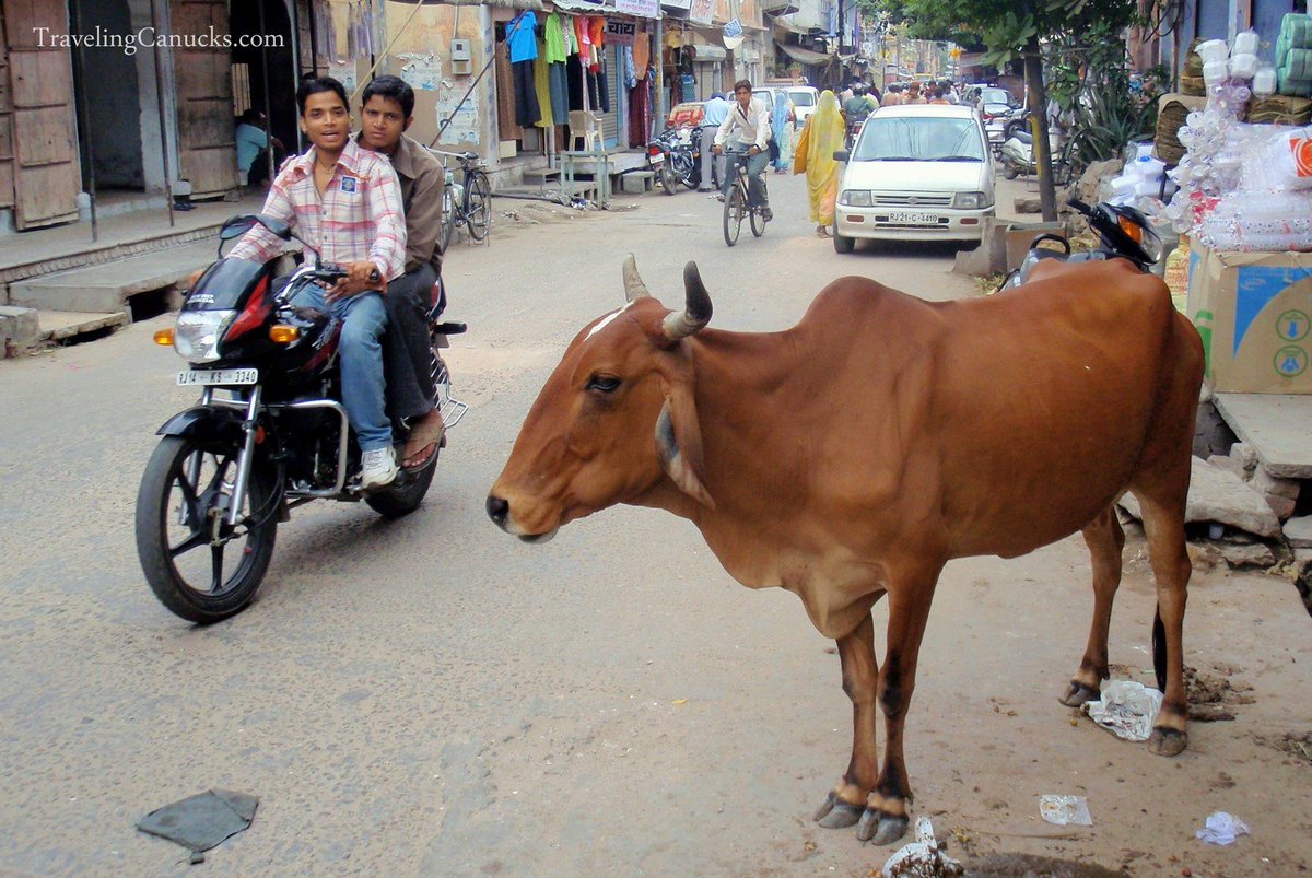 Onedisha's tweet photo. what name should we suggest for western culture's day "Valentine's Day" https://t.co/CNl4O5fEJ3
1. Valentine's day
2. Cow Hug Day
3. celebrate the same day as Sahid Dibas
4. Cow Protection and rehabilitation day.
5. Plantation day to plant more and more trees. https://t.co/ZFCWLZINz2