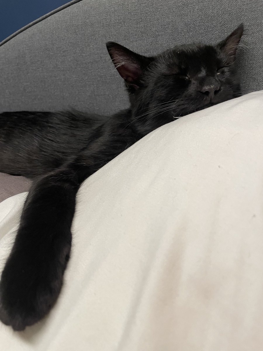 Gator Kitten tweet media