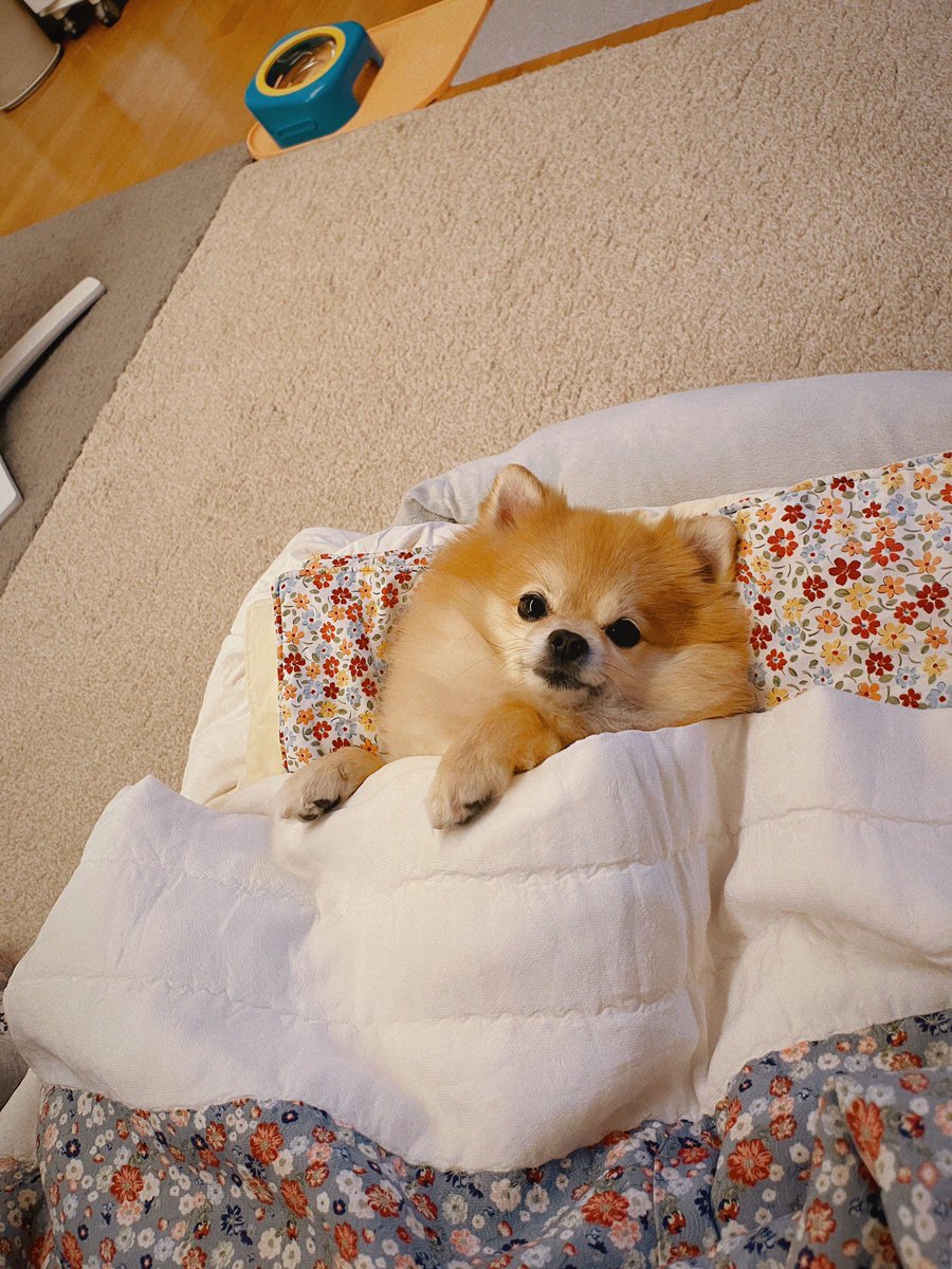 식빵개 tweet media
