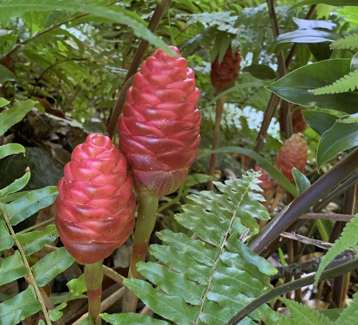 de_mortillet's tweet photo. Balade dans la vallée de la Hamuta #Pirae #Tahiti https://t.co/sgze0E2aHf