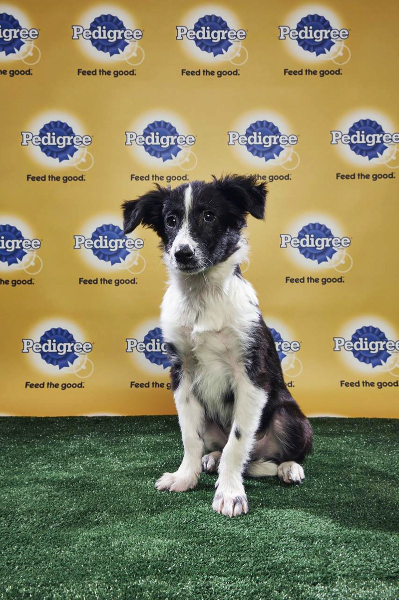 CWOB's tweet photo. The big game is here!  🏈 Today,  we want to bring you a photo adoption update on Mango, a pup from  Mexico who was left at our clinic in a box, covered in mange. After TLC  at our clinic, Mango became a superstar as the first-ever international contender at the #PuppyBowl XIV! https://t.co/xMo4v4KwTG