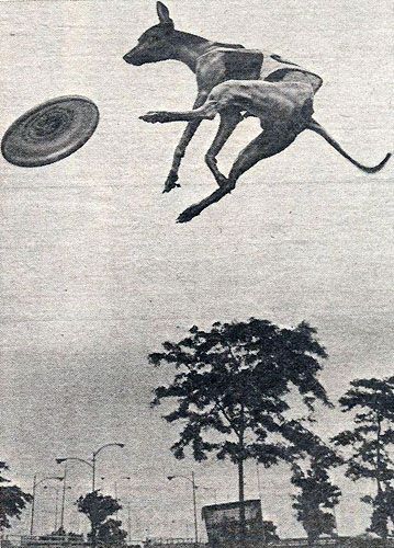 Joet13b's tweet image. No...this was mine... #AshleyWhippet