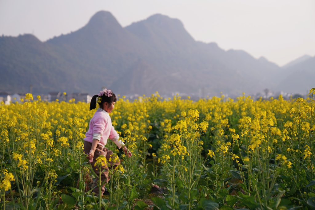 DiscoverGuizhou's tweet photo. Good morning, friends! Today’s sun rises over Sinan, illuminating the rape flowers and reminding us of the beauty and passion of life. May this day bring joy, peace, and new adventures to you all ☀️☀️☀️🌞 #SinanCounty #RapeFlowers #Guizhou https://t.co/UIuDY5mEZL