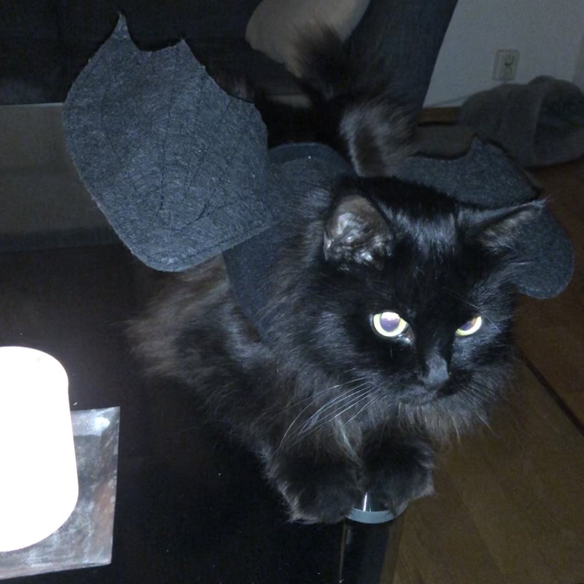 Oyraan's tweet photo. @Gazedsoul Attending a halloween party https://t.co/WGmknMCN7N